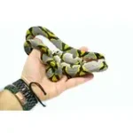 Female Mandarin Rat Snake - Image 7