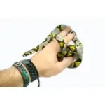 Female Mandarin Rat Snake - Image 2