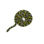 Female Mandarin Rat Snake - Image 5