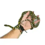 Female Mandarin Rat Snake - Image 4