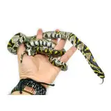 Female Mandarin Rat Snake
