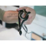 CBB Male Madagascar Hognose