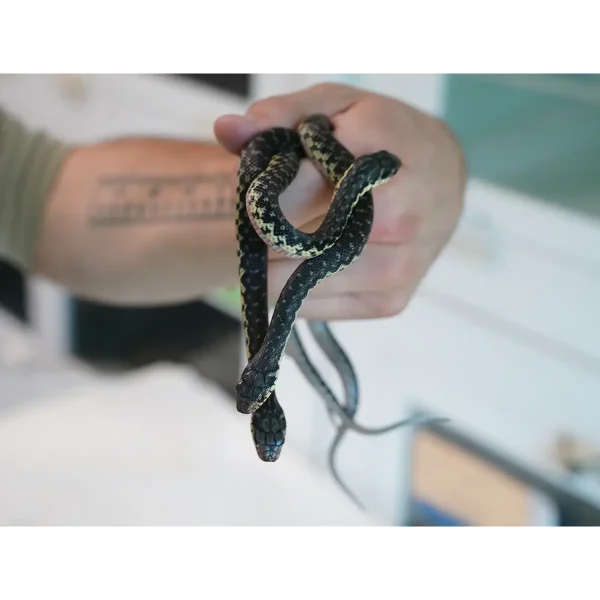 CBB Male Madagascar Hognose