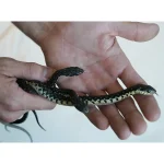 CBB Female Madgascar Giant Hognose Snake - Image 2