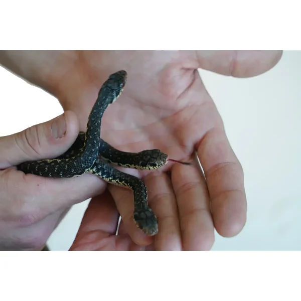 CBB Female Madgascar Giant Hognose Snake