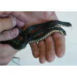 CBB Female Madgascar Giant Hognose Snake - Image 3