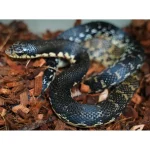 Young Adult Male Madagascar Hognose