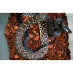Young Adult Male Madagascar Hognose - Image 3