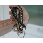 CBB Male Madagascar Hognose - Image 2