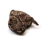 Male Breeder Triple Heterozygous Ultra Het Axanthic Het Clown Ball Python - Image 2