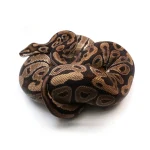 Male Breeder Triple Heterozygous Ultra Het Axanthic Het Clown Ball Python - Image 3