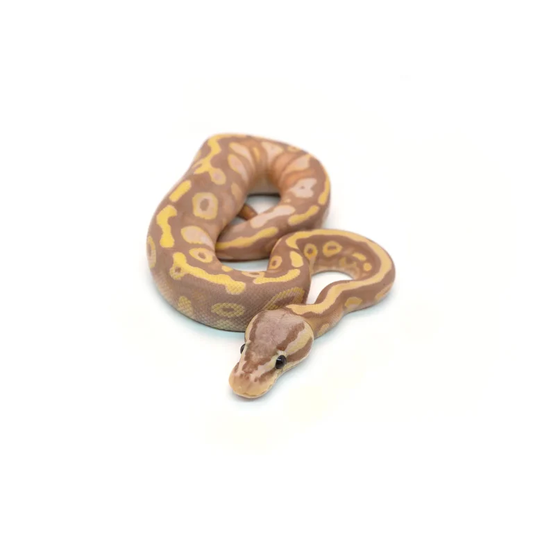 Male Coral Glow Mojave Blackhead + Ball Python