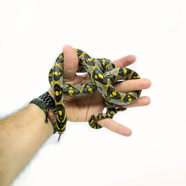 Male Mandarin Rat Snake