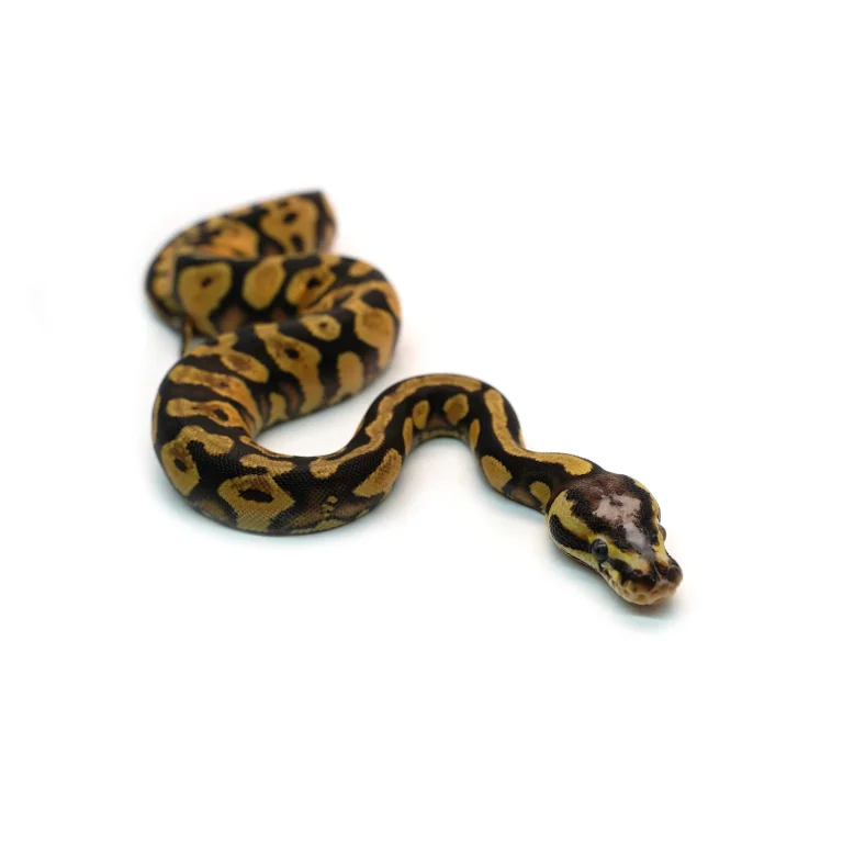 Male Pastel Black Head Microscale Yellowbelly Ball Python