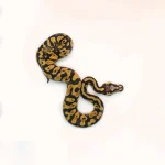 Male Pastel Black Head Microscale Yellowbelly Ball Python - Image 5