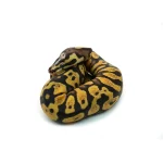 Male Pastel Black Head Microscale Yellowbelly Ball Python - Image 4