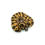 Male Pastel Black Head Microscale Yellowbelly Ball Python - Image 3
