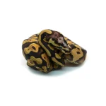 Male Pastel Black Head Microscale Yellowbelly Ball Python - Image 2