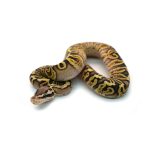 Male Pastel GHI Black Pastel Spotnose Ball Python - Image 4