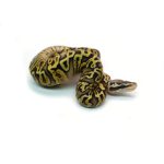 Male Pastel GHI Black Pastel Spotnose Ball Python - Image 3