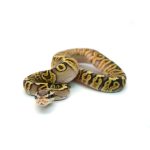Male Pastel GHI Black Pastel Spotnose Ball Python