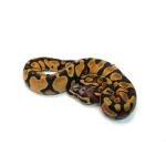 Male Pastel Micro Scale Blackhead Ball Python - Image 2