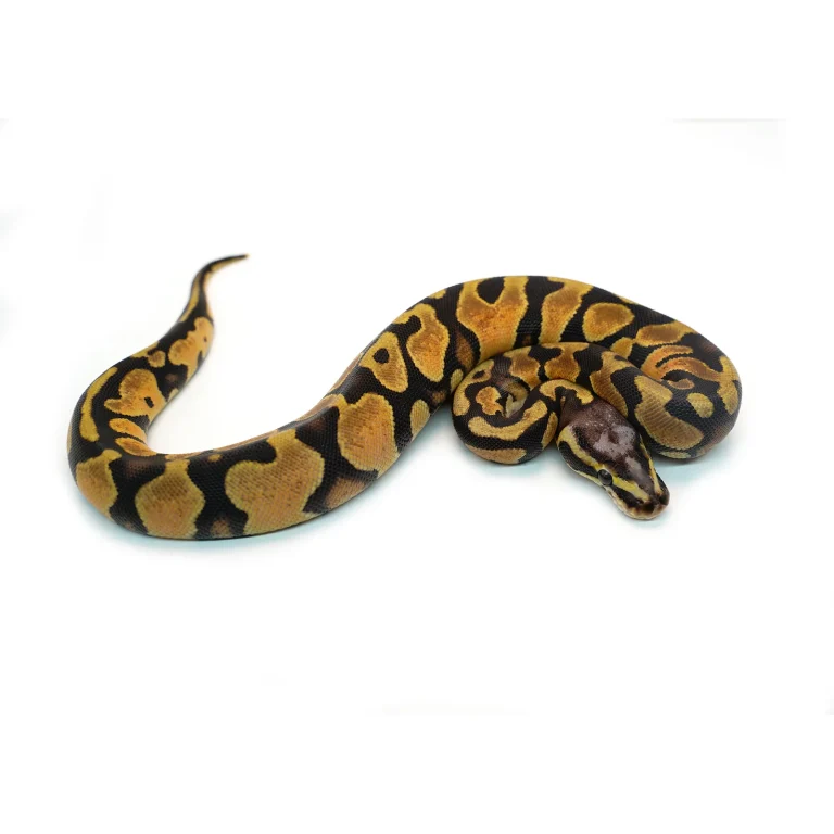 Male Pastel Micro Scale Blackhead Ball Python