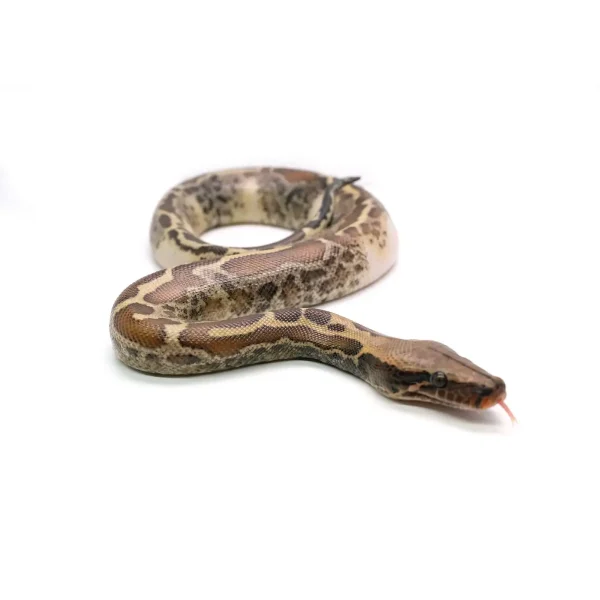 Male Piebald 100% het. T- Albino Blood Python