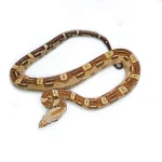 Male VPI T+ Aztec Boa Constrictor