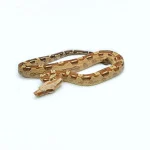 Male VPI T+ Aztec Boa Constrictor
