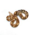 Male VPI T+ Aztec Boa Constrictor
