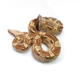 Male VPI T+ Aztec Boa Constrictor