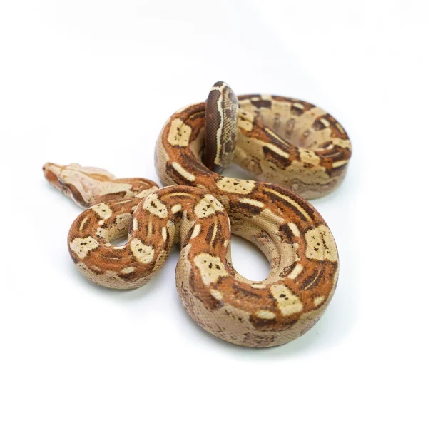 Male VPI T+ Aztec Boa Constrictor