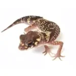 Male Australian Barking Gecko - Image 2