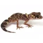 Male Australian Barking Gecko