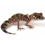 Male Australian Barking Gecko