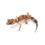 Male Hypo Australian Barking Gecko.