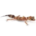 Male Hypo Australian Barking Gecko. - Image 3