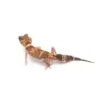 Male Hypo Australian Barking Gecko. - Image 2