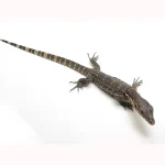 Normal Asian Water Monitor - Representative Photos