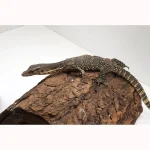 Normal Asian Water Monitor - Representative Photos - Image 2
