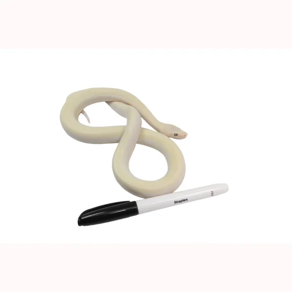 2023 CBB Male Leucistic Columbian Rainbow Boa.