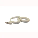 2023 CBB Male Leucistic Columbian Rainbow Boa. - Image 4