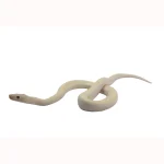 2023 CBB Male Leucistic Columbian Rainbow Boa. - Image 3