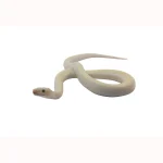 2023 CBB Male Leucistic Columbian Rainbow Boa. - Image 2