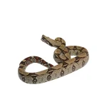 2022 Male CBB Iquitos Peruvian Redtail Boa Constrictor. - Image 4