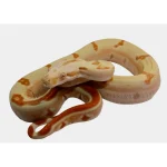 2021 Female Possible Super Sunglow Jungle Lipstick Line Boa Constrictor.