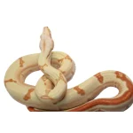 2021 Female Possible Super Sunglow Jungle Lipstick Line Boa Constrictor. - Image 4