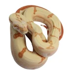 2021 Female Possible Super Sunglow Jungle Lipstick Line Boa Constrictor. - Image 3