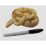 2021 Female Possible Super Sunglow Jungle Lipstick Line Boa Constrictor. - Image 2